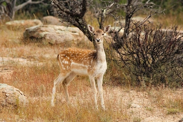 Stay Safe: Key Deer Collision Reminders This Fall