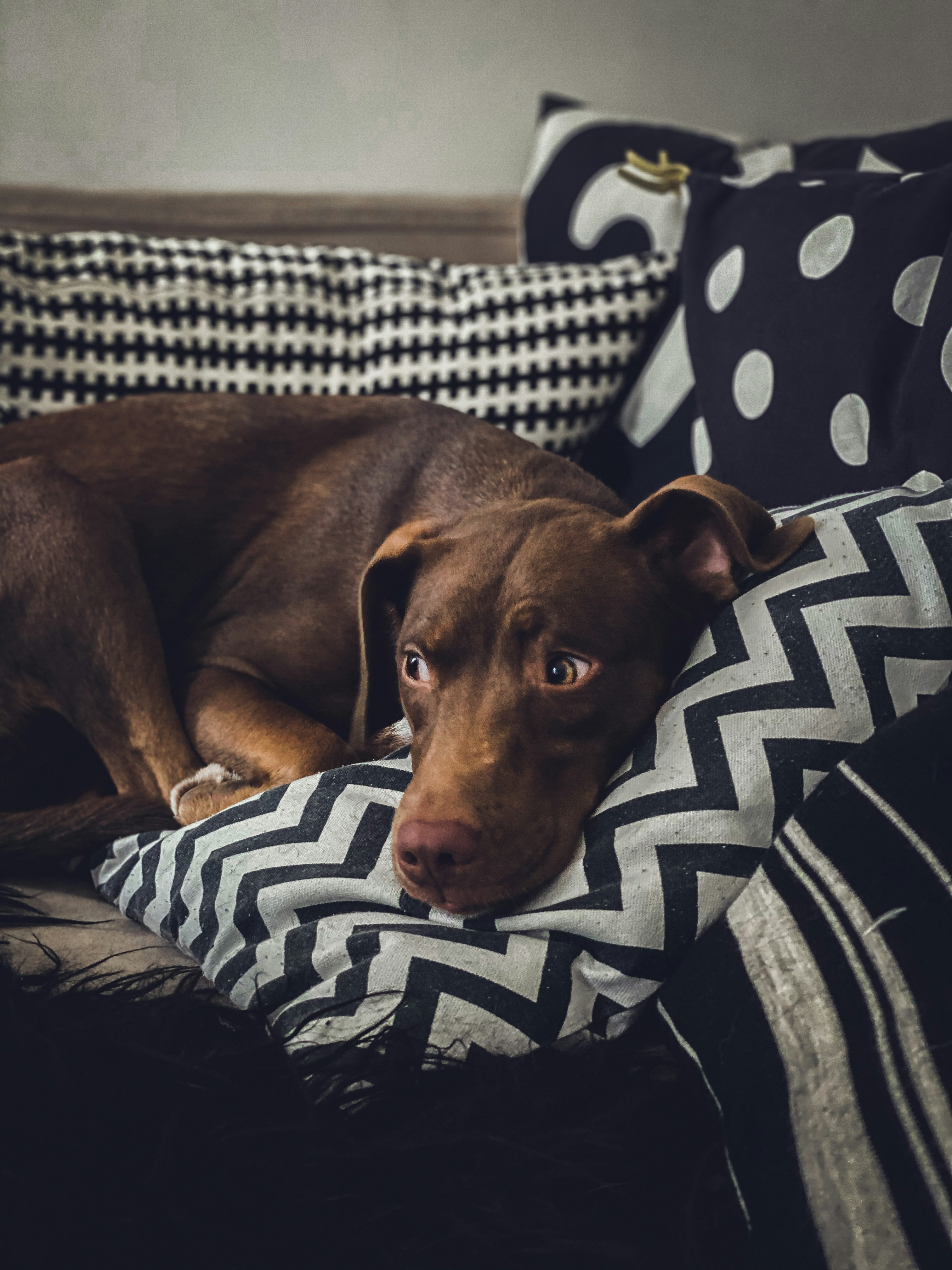 Brown dog resting on a patterned pillow surrounded by other cushions